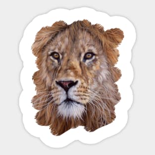 African Lion Painting Sticker